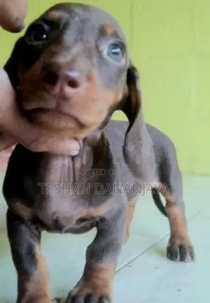 Dashshund Puppies