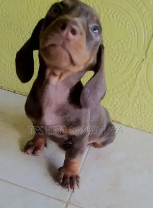 Dashshund Puppies