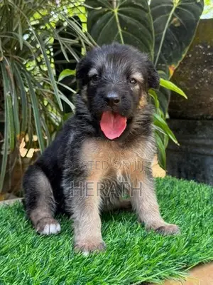 Lion Shepherd Puppies