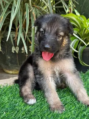Lion Shepherd Puppies