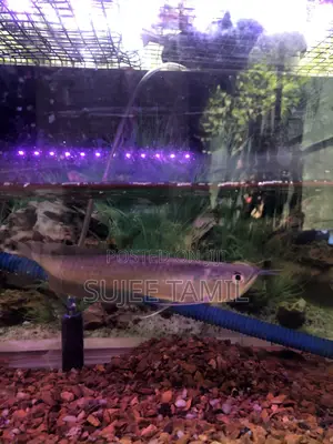 Silver Arowana