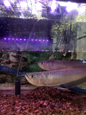 Silver Arowana