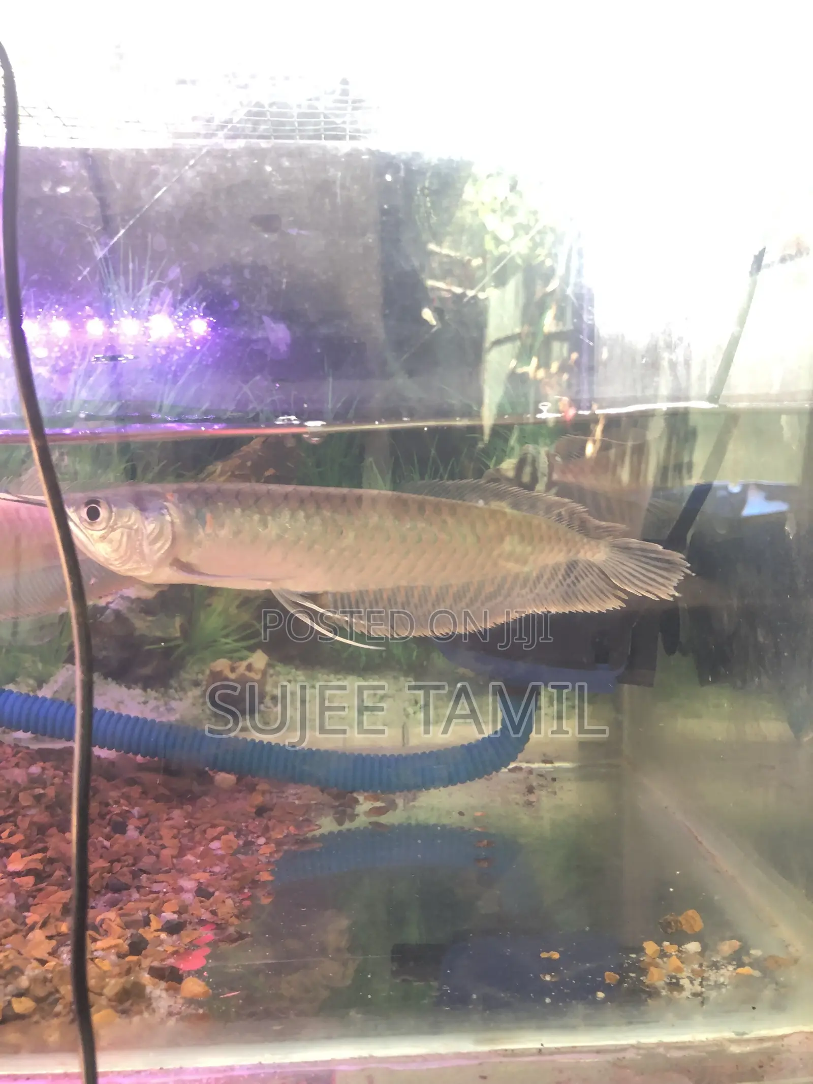 Silver Arowana