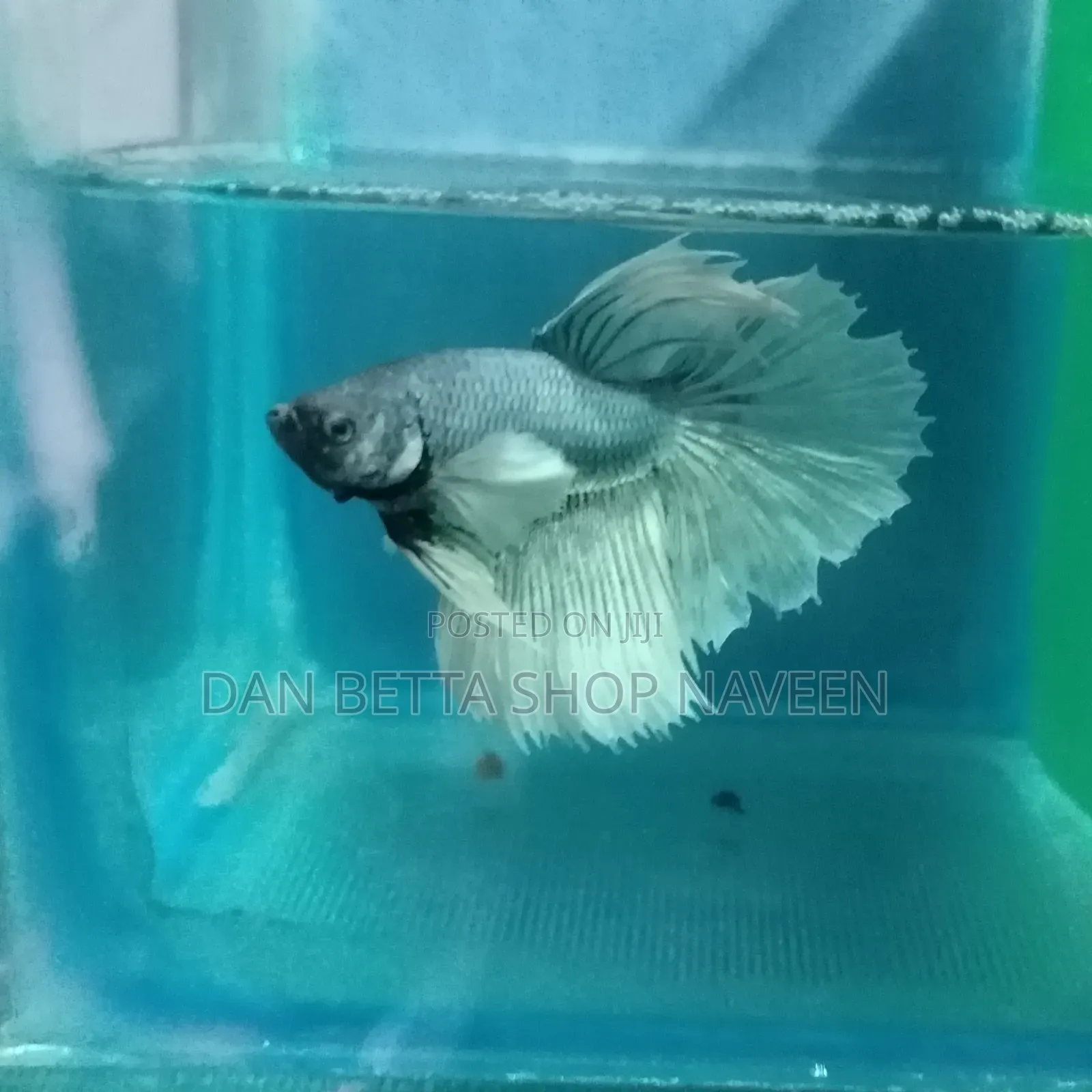Betta Fishes