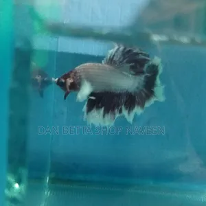 Betta Fishes