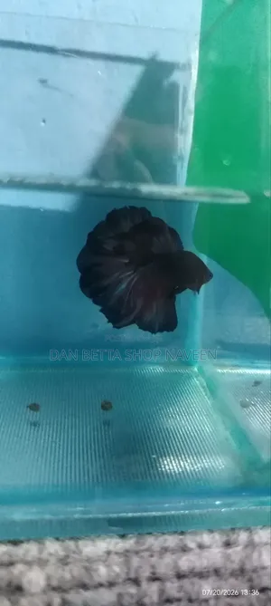 Betta Fishes