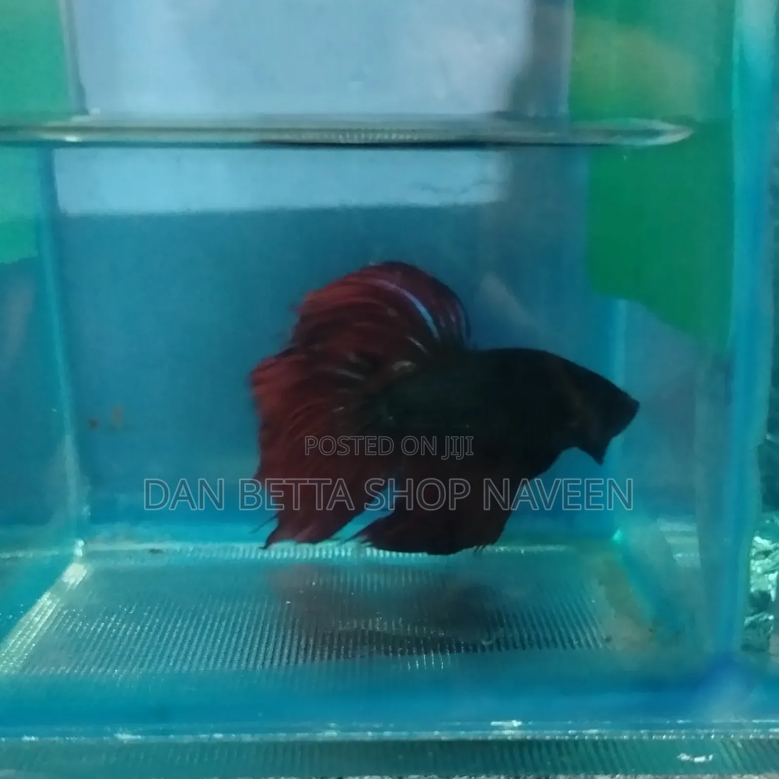 Betta Fishes