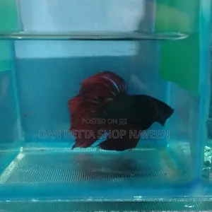 Betta Fishes