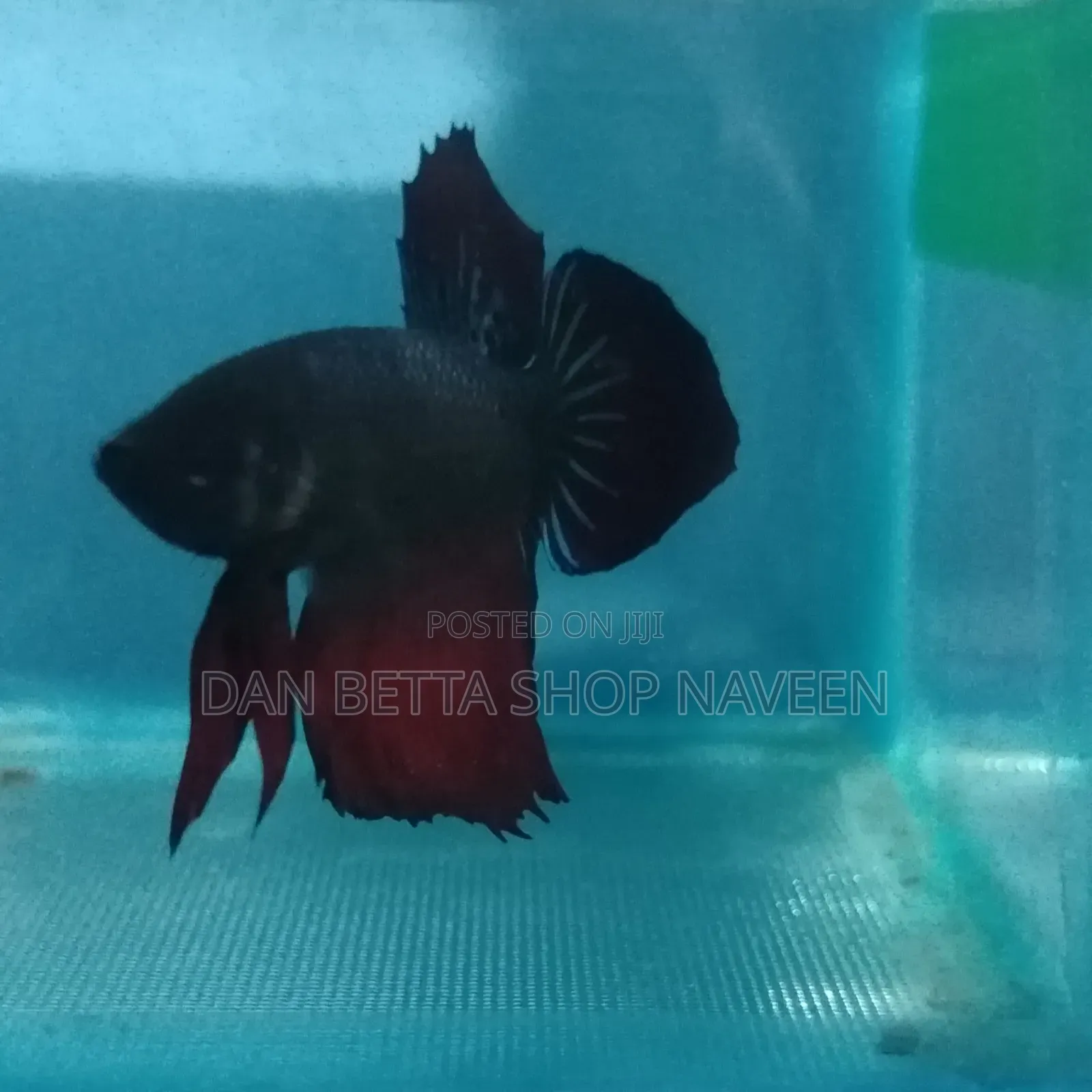 Betta Fishes