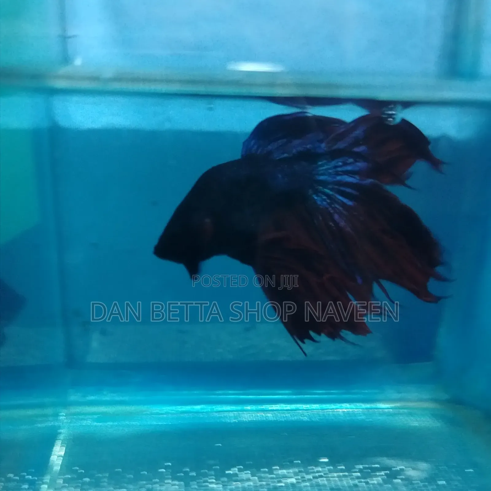 Betta Fishes