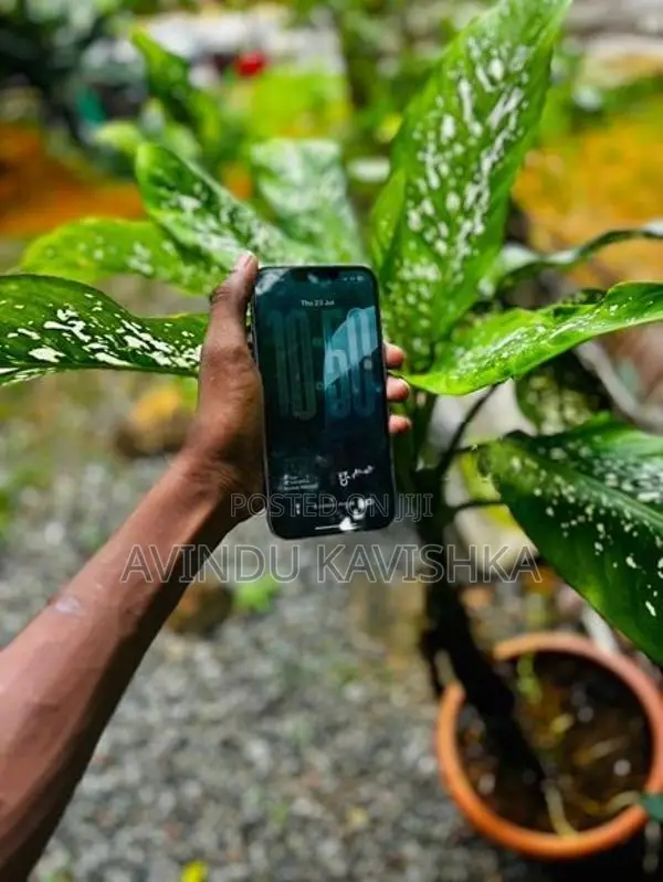 Apple iPhone 14 (Used)