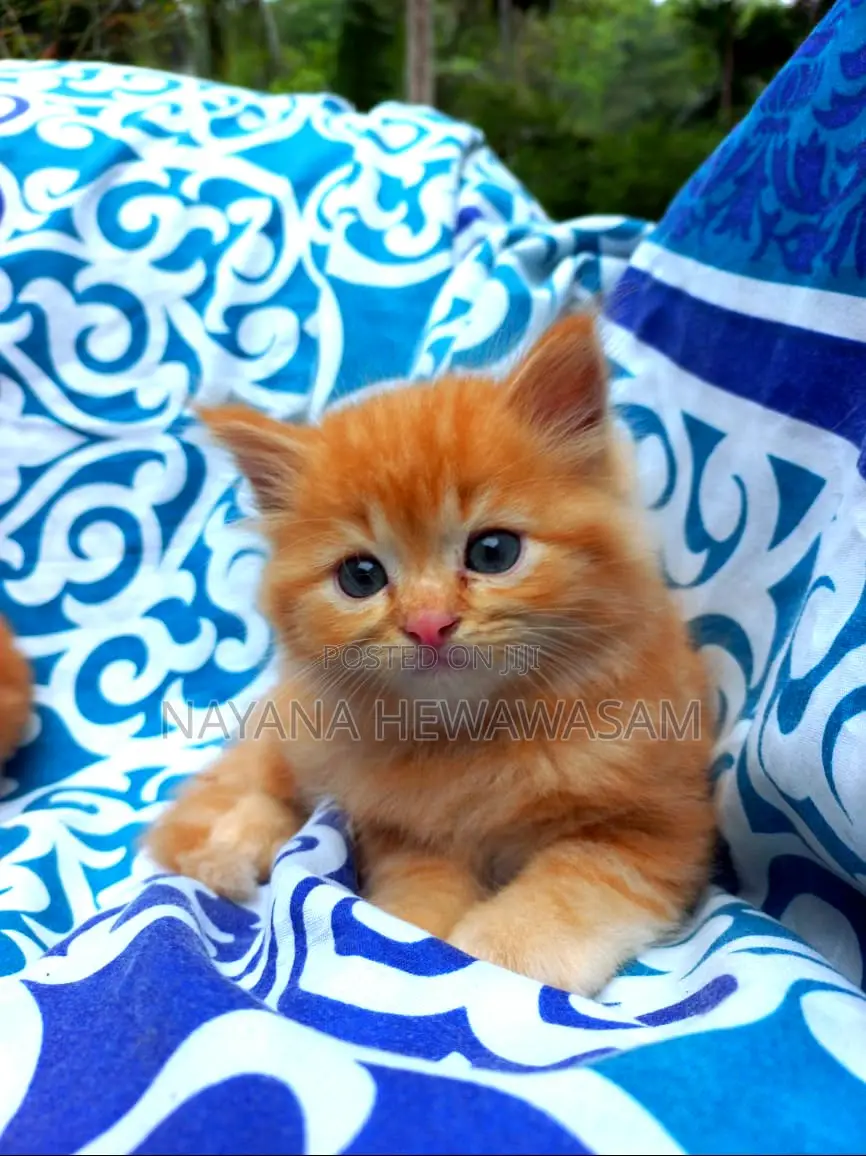 0-1 month Female Purebred Persian