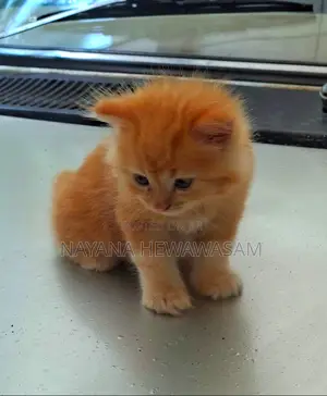 0-1 month Female Purebred Persian