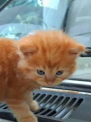 0-1 month Female Purebred Persian