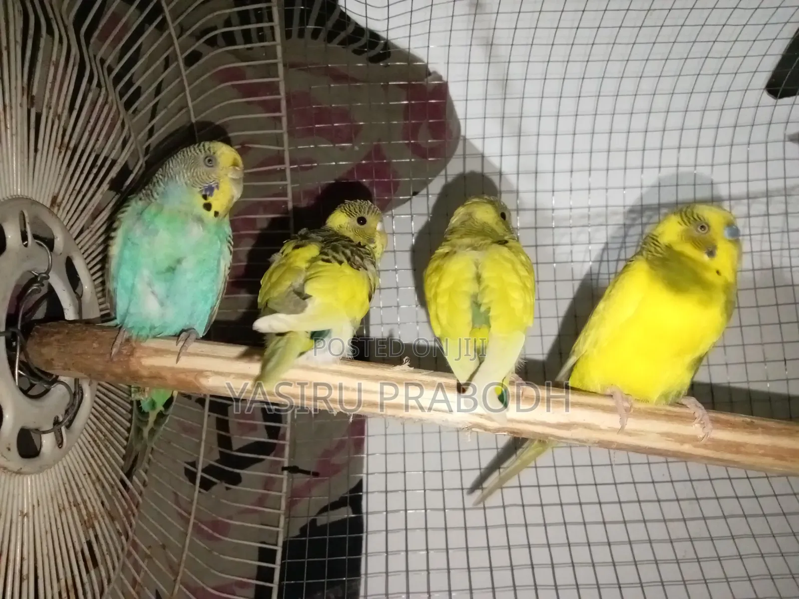Love Birds