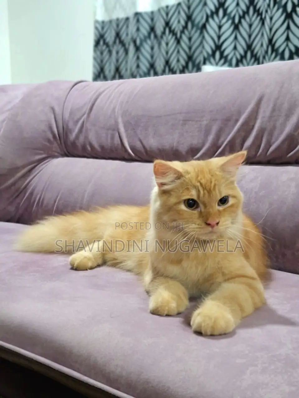 6-12 months Male Purebred Persian