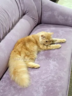 6-12 months Male Purebred Persian