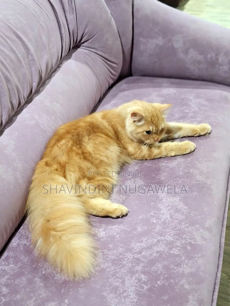 6-12 months Male Purebred Persian