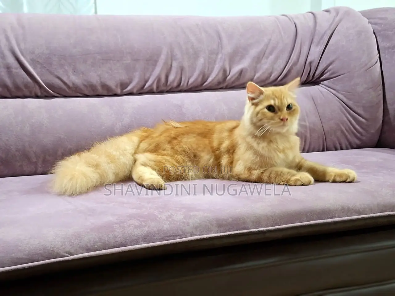 6-12 months Male Purebred Persian