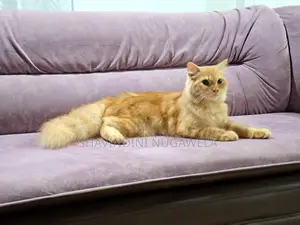 6-12 months Male Purebred Persian