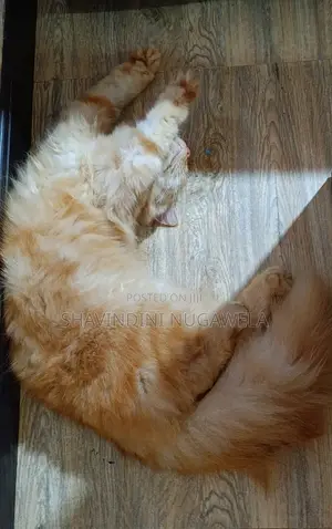 6-12 months Male Purebred Persian