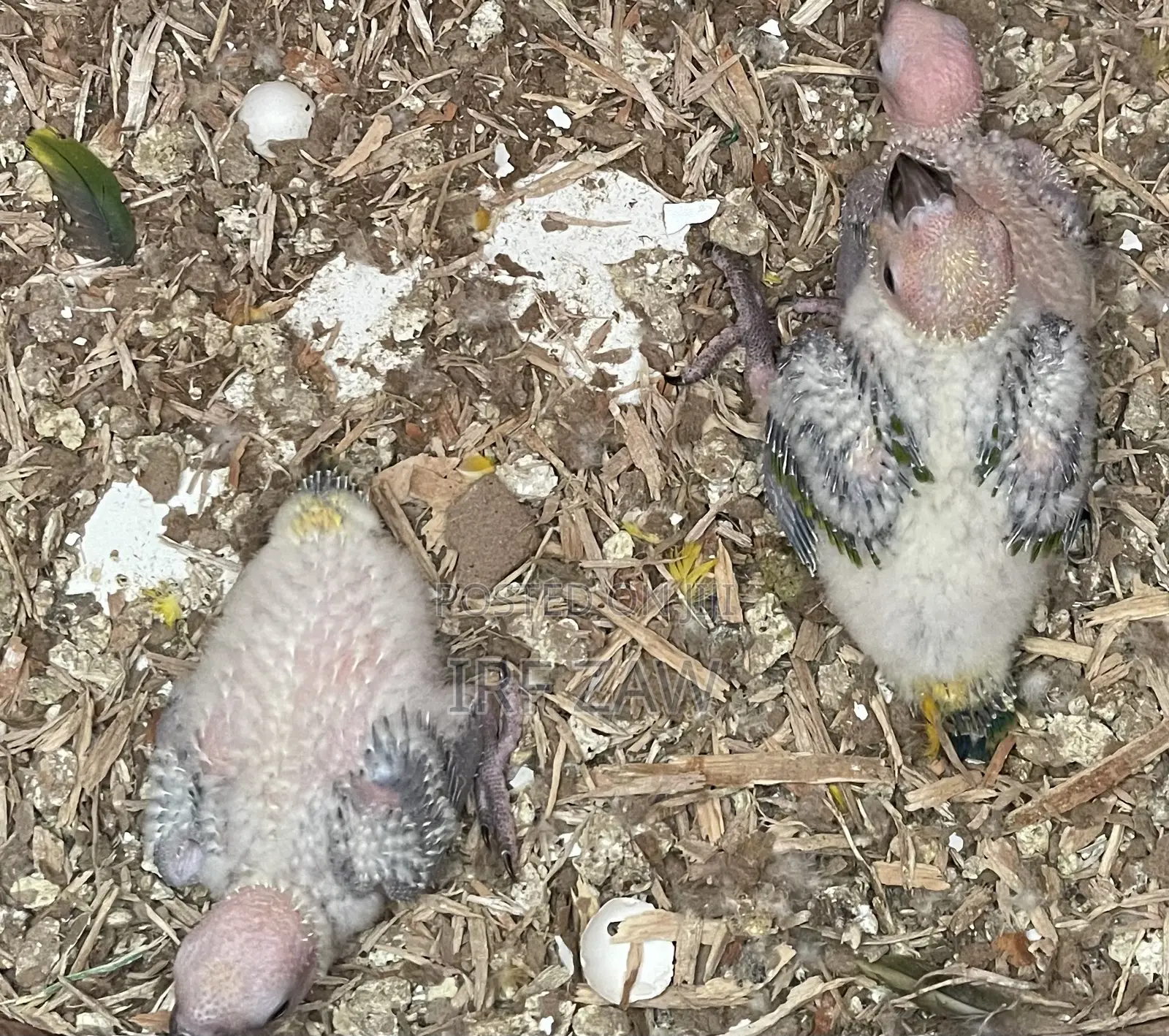 Sunconure Baby Chicks