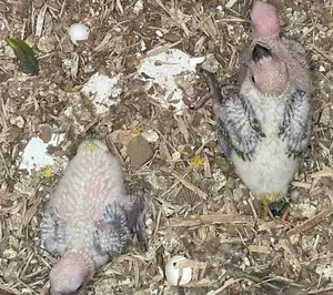 Sunconure Baby Chicks