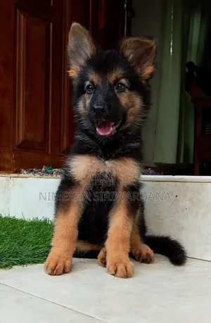 1-3 months Male Purebred German Shepherd