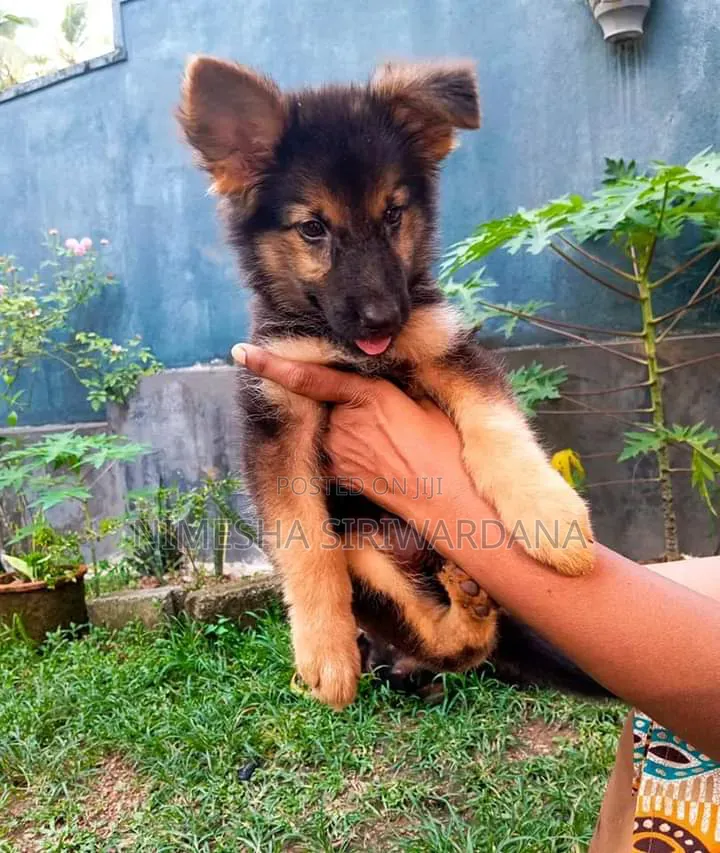 1-3 months Male Purebred German Shepherd