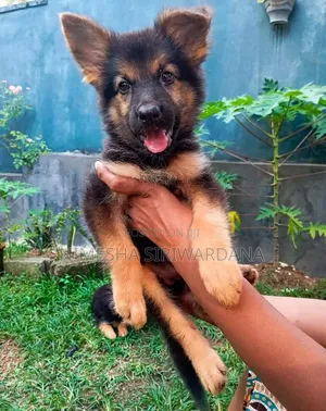 1-3 months Male Purebred German Shepherd