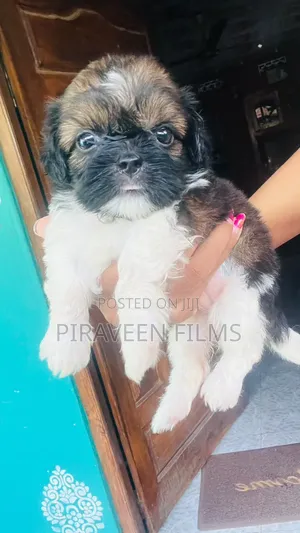 0-1 month Male Purebred Shih Tzu