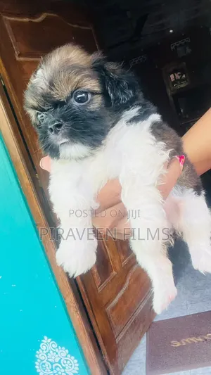 0-1 month Male Purebred Shih Tzu