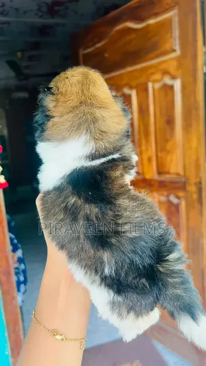 0-1 month Male Purebred Shih Tzu
