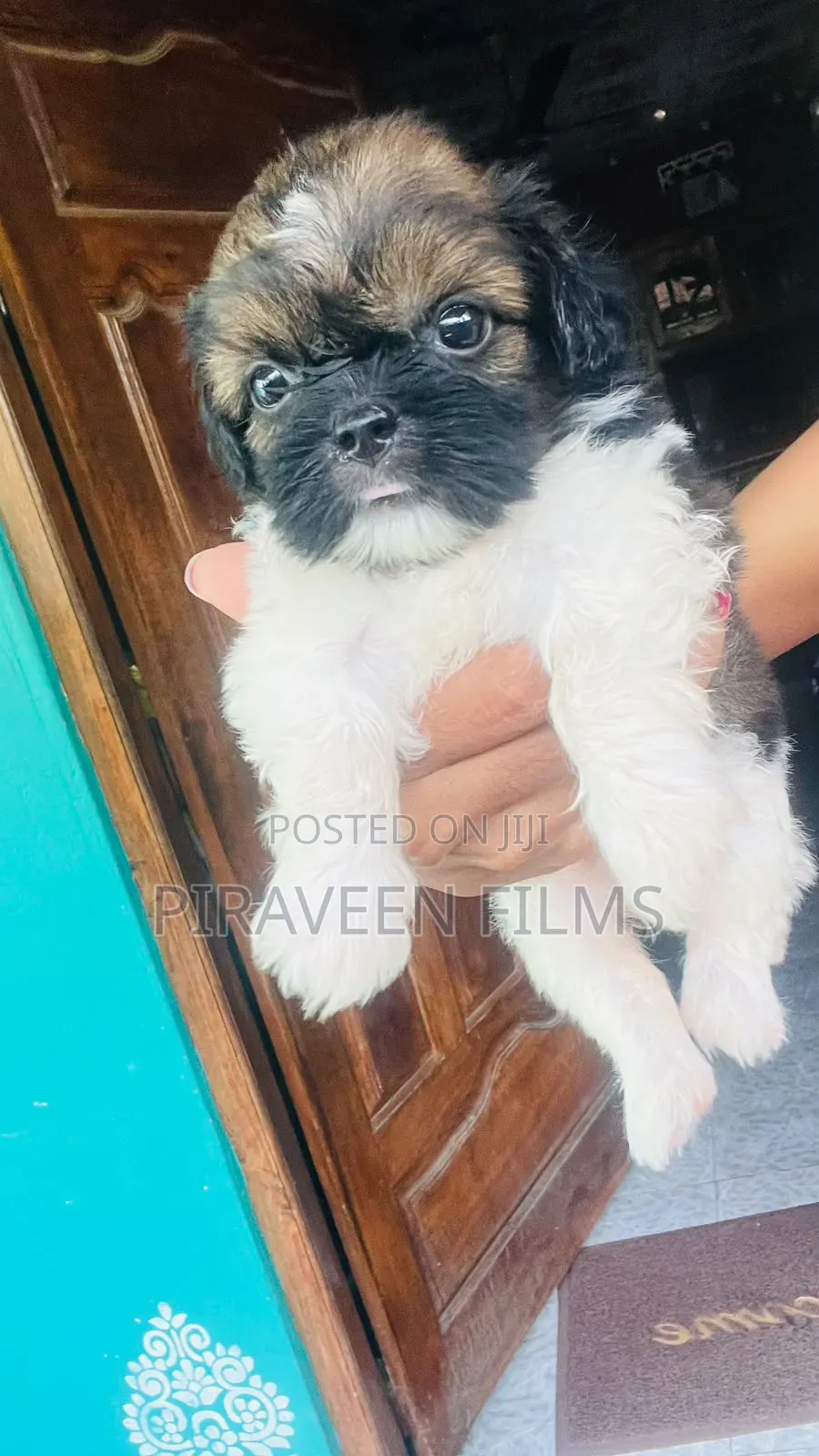 0-1 month Male Purebred Shih Tzu