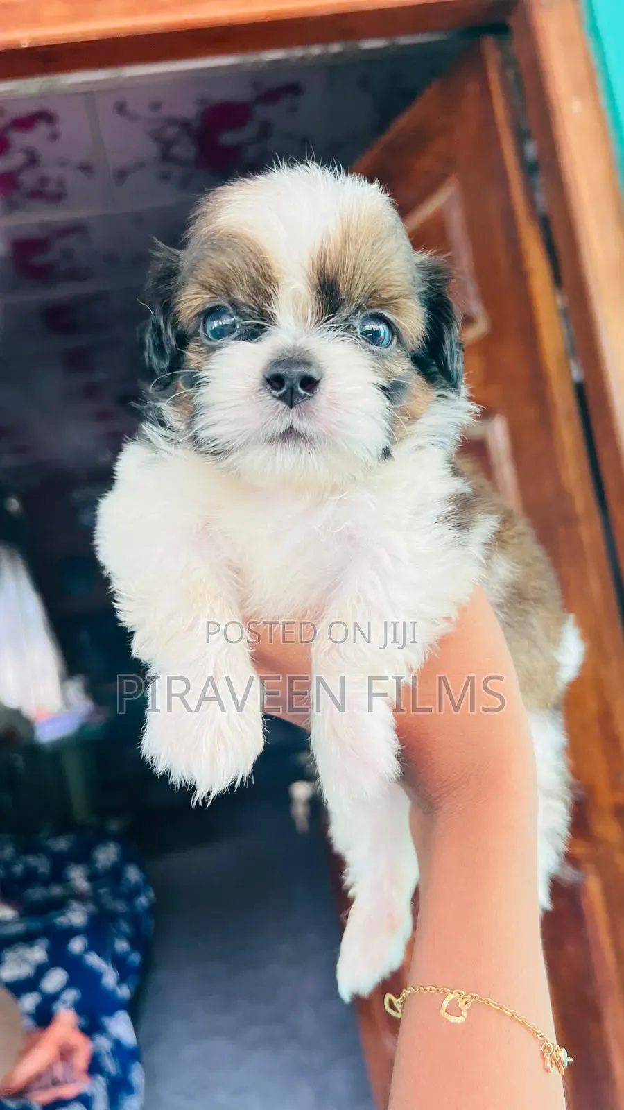 0-1 month Male Purebred Shih Tzu