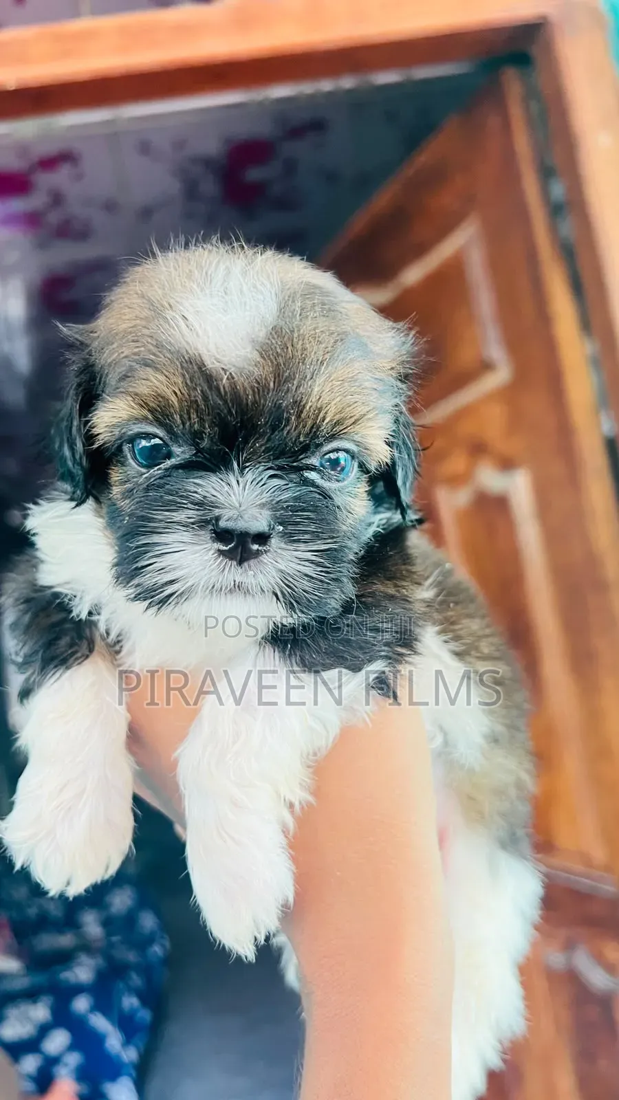 0-1 month Male Purebred Shih Tzu