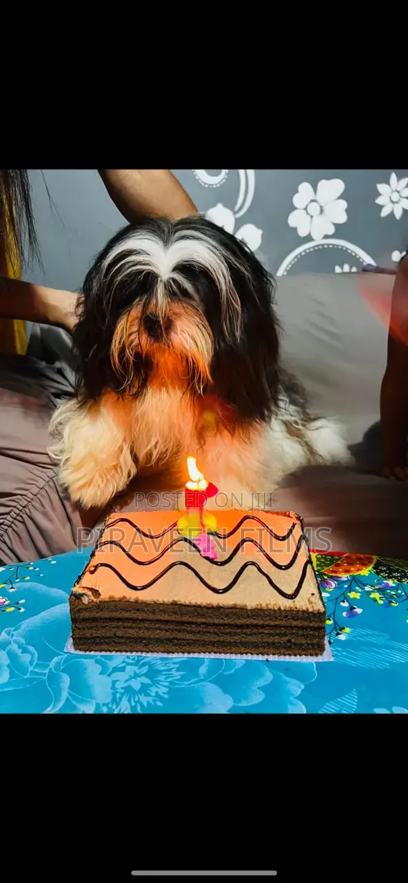 0-1 month Male Purebred Shih Tzu