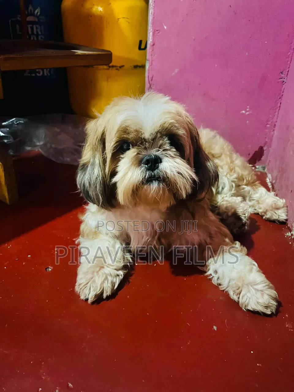 0-1 month Male Purebred Shih Tzu