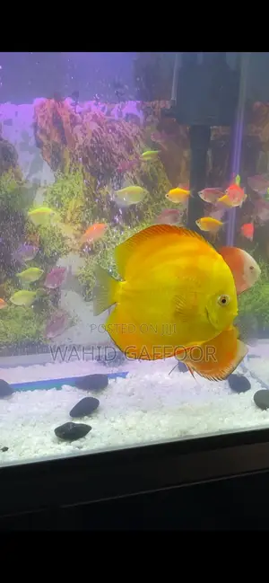 Discus Fish for Sale