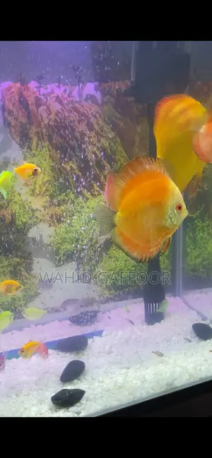Discus Fish for Sale