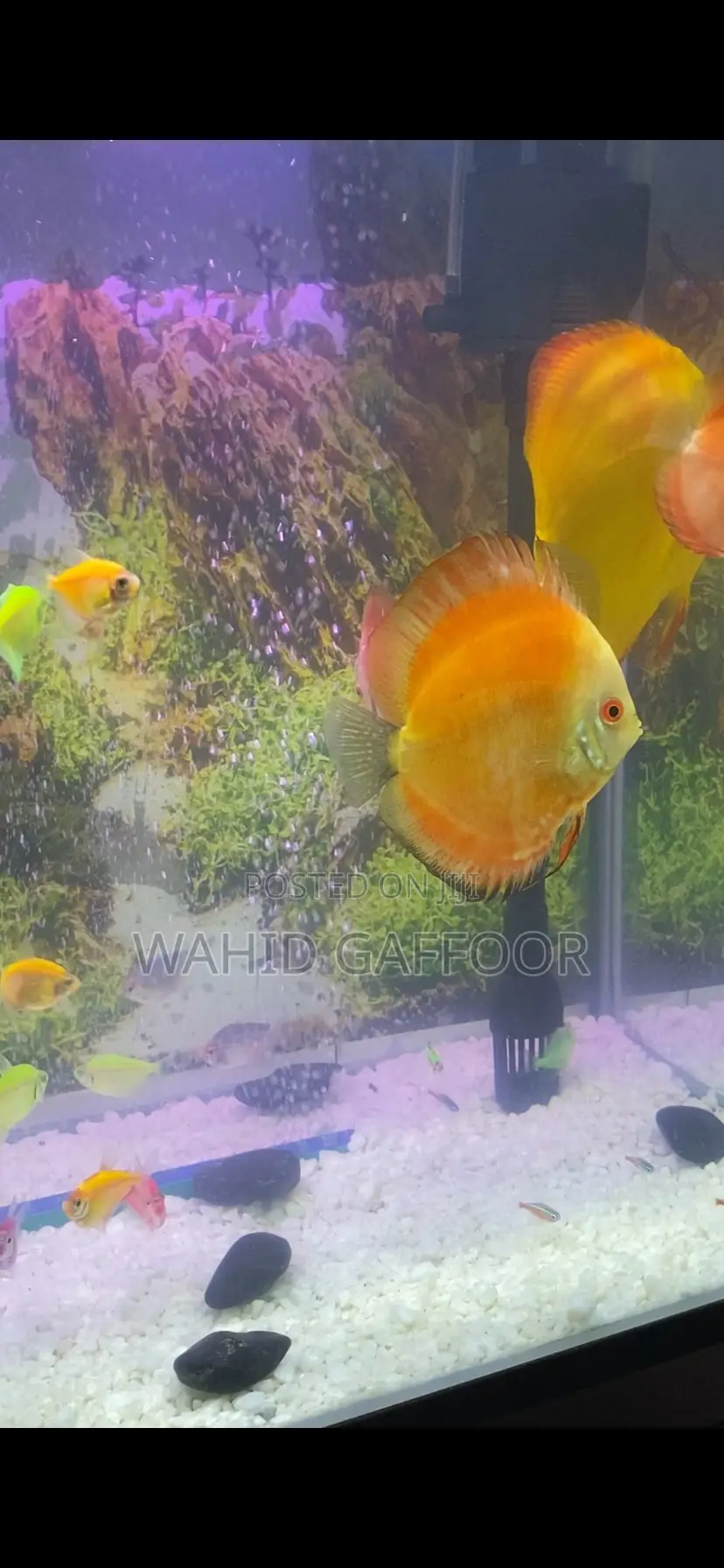 Discus Fish for Sale