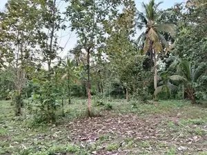 Katumuluwa, Kanaththewewa 86 Perches Land for Sale (SSPL-486)