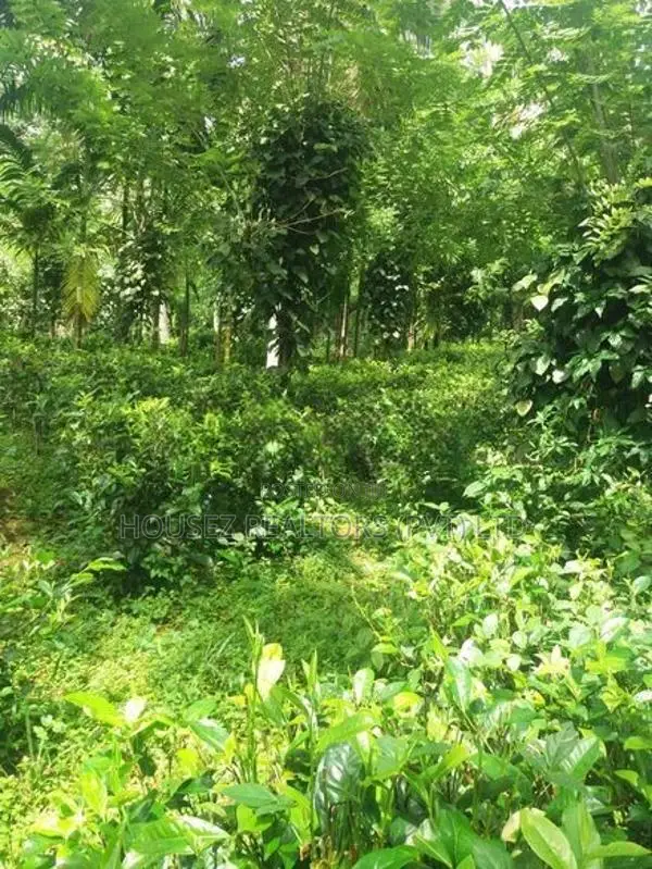Residential Land for Sale in Pindeniya,