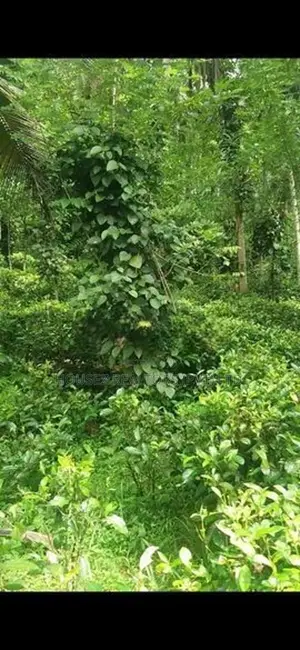 Residential Land for Sale in Pindeniya,