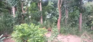 Prime Residential Land for Sale – Wattegama