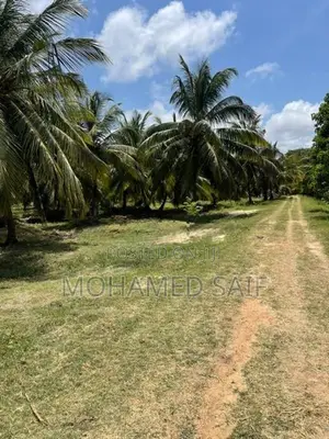Coconut Estate Land for Sale - Puttalam