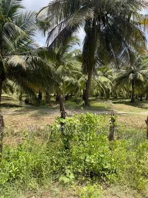 Coconut Estate Land for Sale - Puttalam