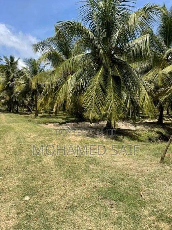 Coconut Estate Land for Sale - Puttalam