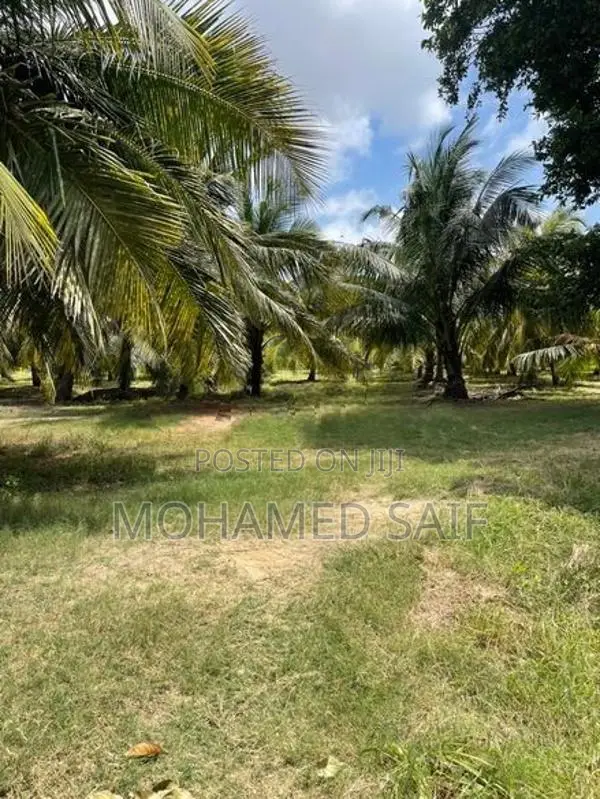 Coconut Estate Land for Sale - Puttalam