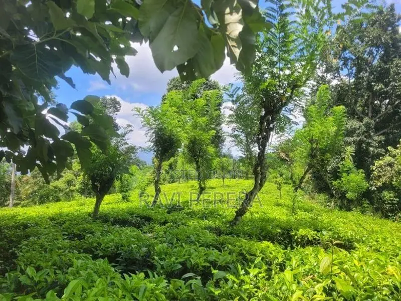 Tea Estate for Sale - Matale
